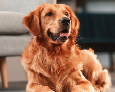 My Boyfriend Claimed the Locked Room In His Apartment Was ‘Just for Storage’ —
Then His Dog Led Me to the Truth